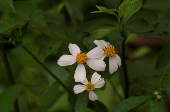 小花