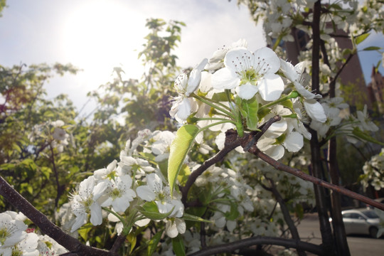 梨花