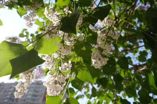 丁香花