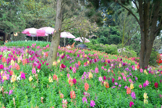 园林风光 飞燕草花园