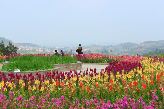 园林风光 飞燕草花园