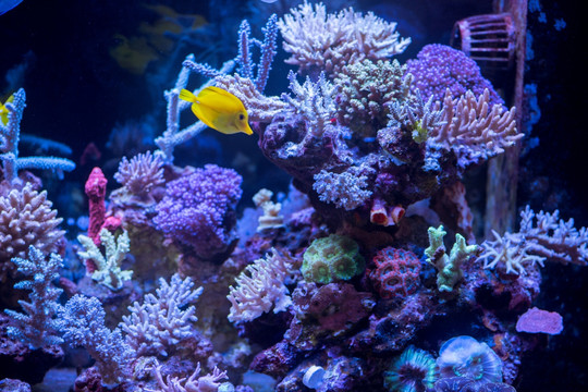 珊瑚 海螺 海洋生物 水母 深
