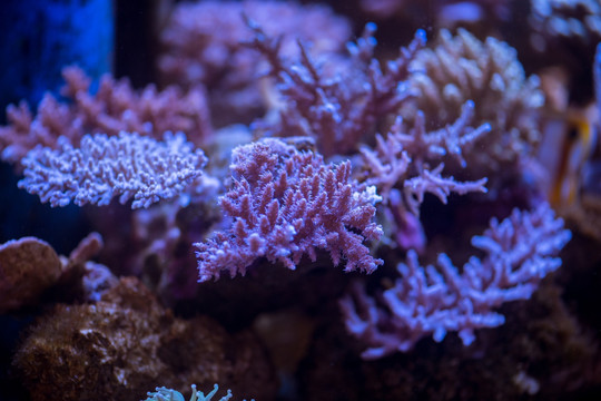 珊瑚 海螺 海洋生物 水母 深