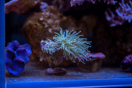 珊瑚 海螺 海洋生物 水母 深