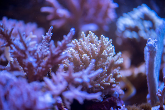 珊瑚 海螺 海洋生物 水母 深