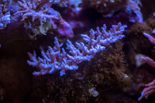 珊瑚 海螺 海洋生物 水母