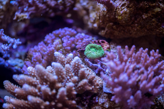 珊瑚 海螺 海洋生物 水母 深