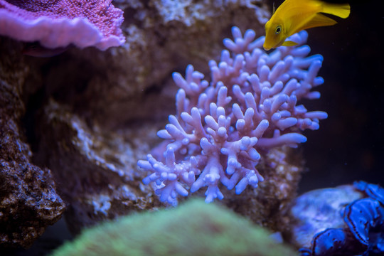 珊瑚 海螺 海洋生物 水母 深