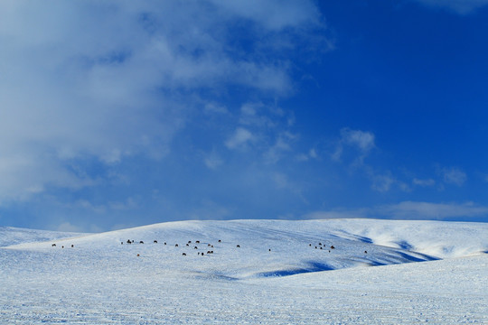 雪原牧场马群