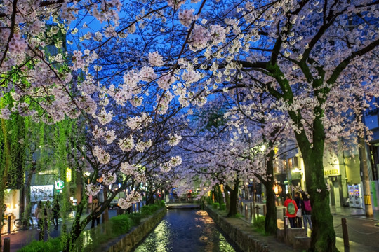 日本京都高濑川夜樱