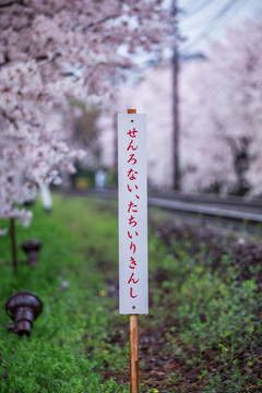 日本京都岚电樱花隧道特写