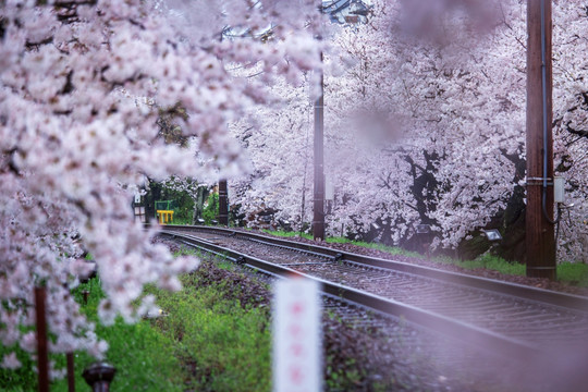日本京都樱花隧道粉色景观