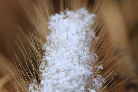 雪后风景 狗尾巴草