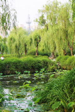 扬州荷花池公园柳树