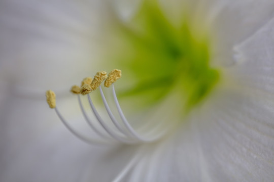 微距花蕊