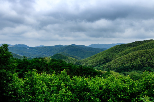 森林群山 群山 森林 植被