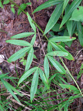 蔷薇科植物竹叶鸡爪茶