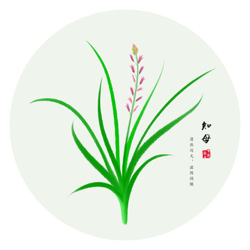 知母 手繪毛知母