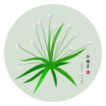 谷精草 手繪谷精草