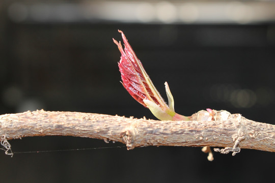 生机勃勃