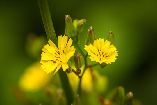 苦荬菜花