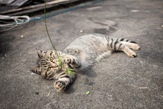 逗猫