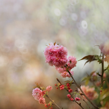 樱花盛开