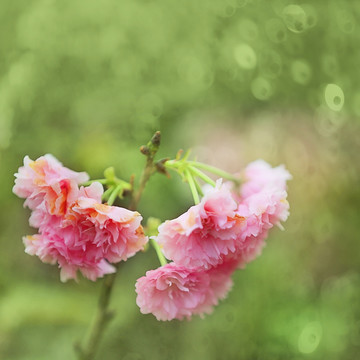 唯美樱花