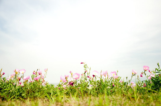 格桑花