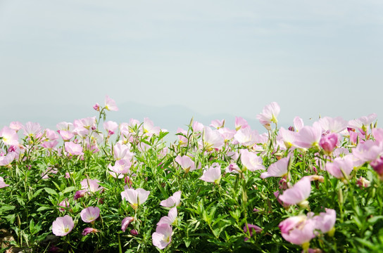 格桑花背景