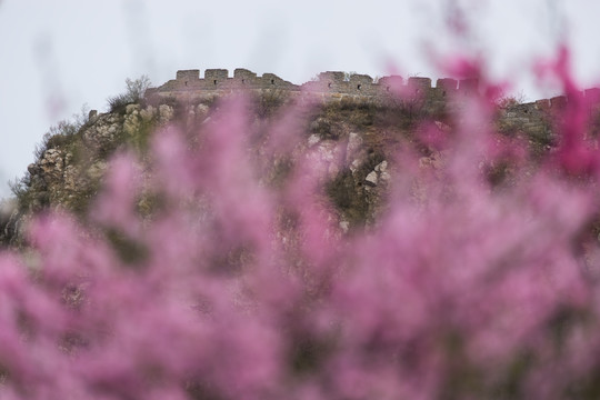 长城 山樱桃花 城墙