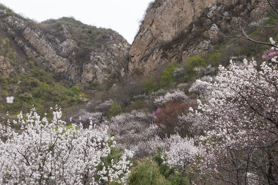 山间野花 漫山遍野