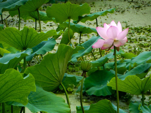 池塘荷花