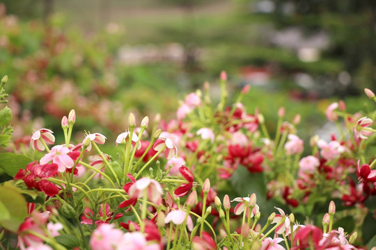 君子花 鲜花