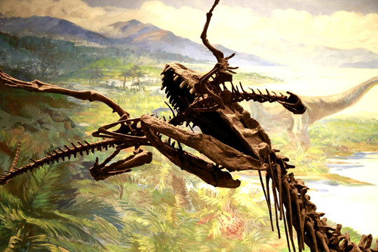 霸王龙 恐龙 化石 细节 古生