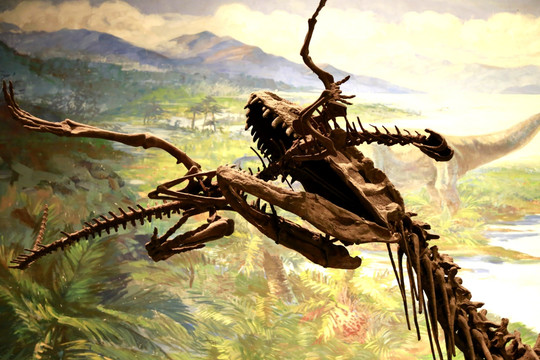 霸王龙 恐龙 化石 遗迹 细节
