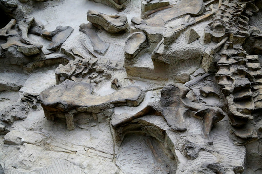 恐龙 化石 遗迹 细节 古生物
