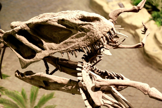 霸王龙 头骨 恐龙 化石 细节