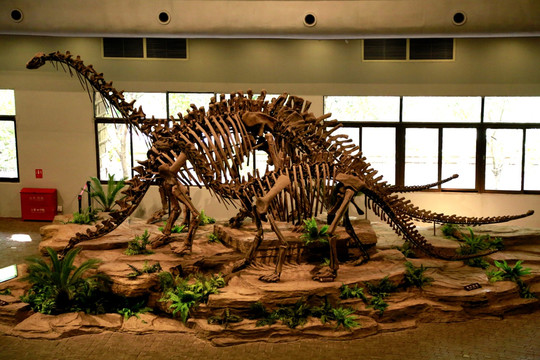 蛇颈龙 头骨 恐龙 化石 细节