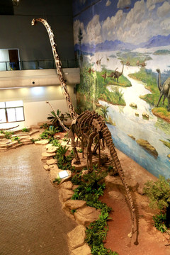 蛇颈龙 头骨 恐龙 化石 细节