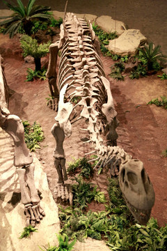 恐龙 化石 细节 古生物 侏罗