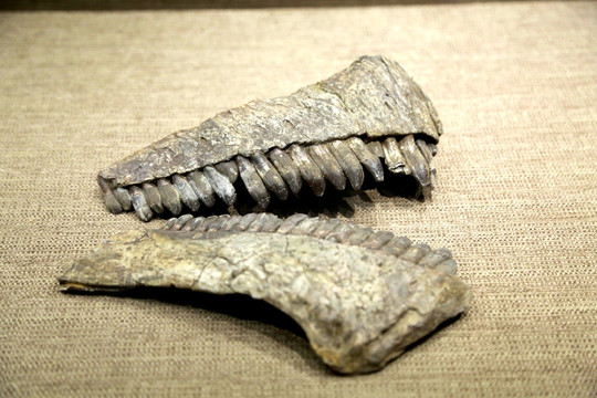 颌骨 恐龙 化石 细节 古生物