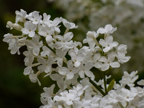 白色丁香花