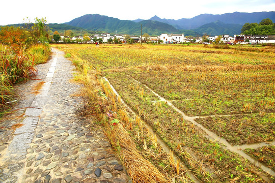 皖南山村田野秋景