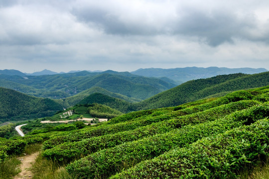 茶场茶园茶山