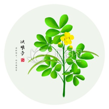 決明子 手繪決明子