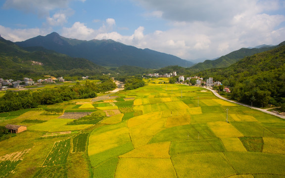 稻田 田野 田园风光 秋色