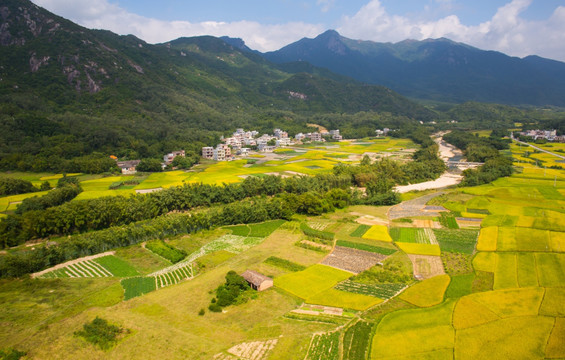 稻田 田野 田园风光 秋色