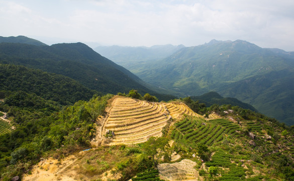 茶园 东水山