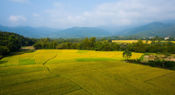 稻田 乡村 村庄